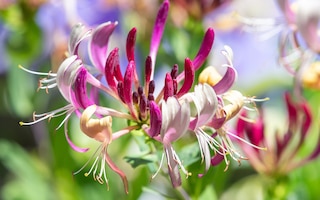 Lonicera periclymenum flowers