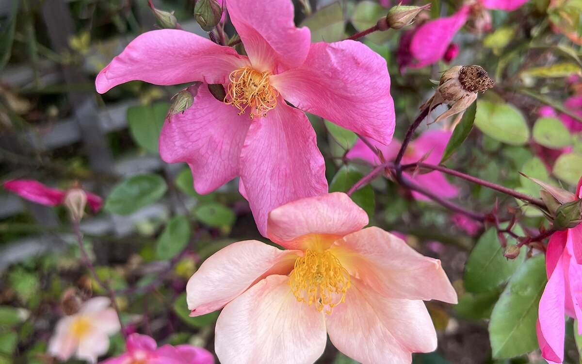Rosa odorata 'Mutabilis'