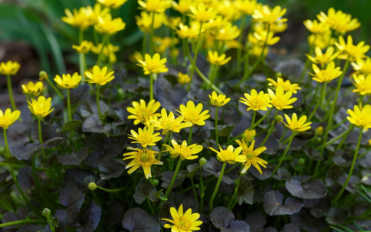 Ranunculus Brazen Hussy