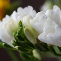 White freesia flowers