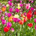 Multi-coloured tulip flowers in shades of pink, red and yellow