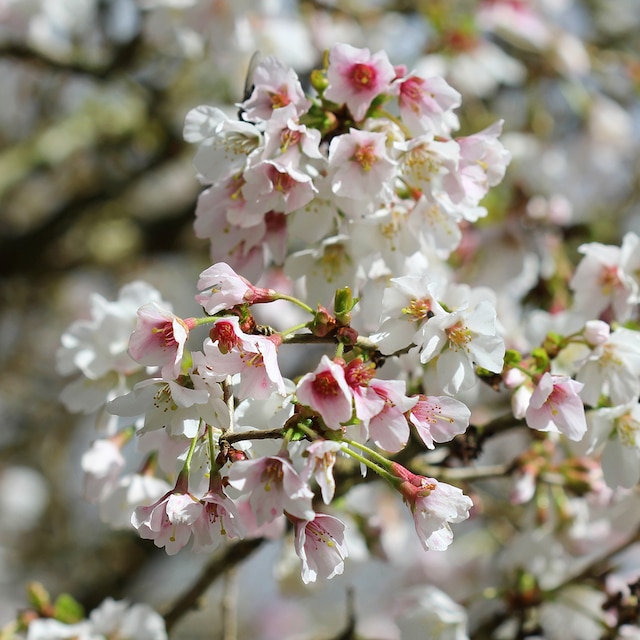Branches of Prunus Kojo-no-mai coverered with small pale pink flowers