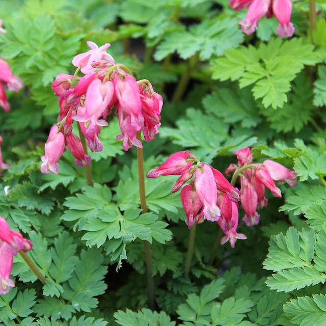 Pink flowers of Dicentra formosa held above ferny foliage