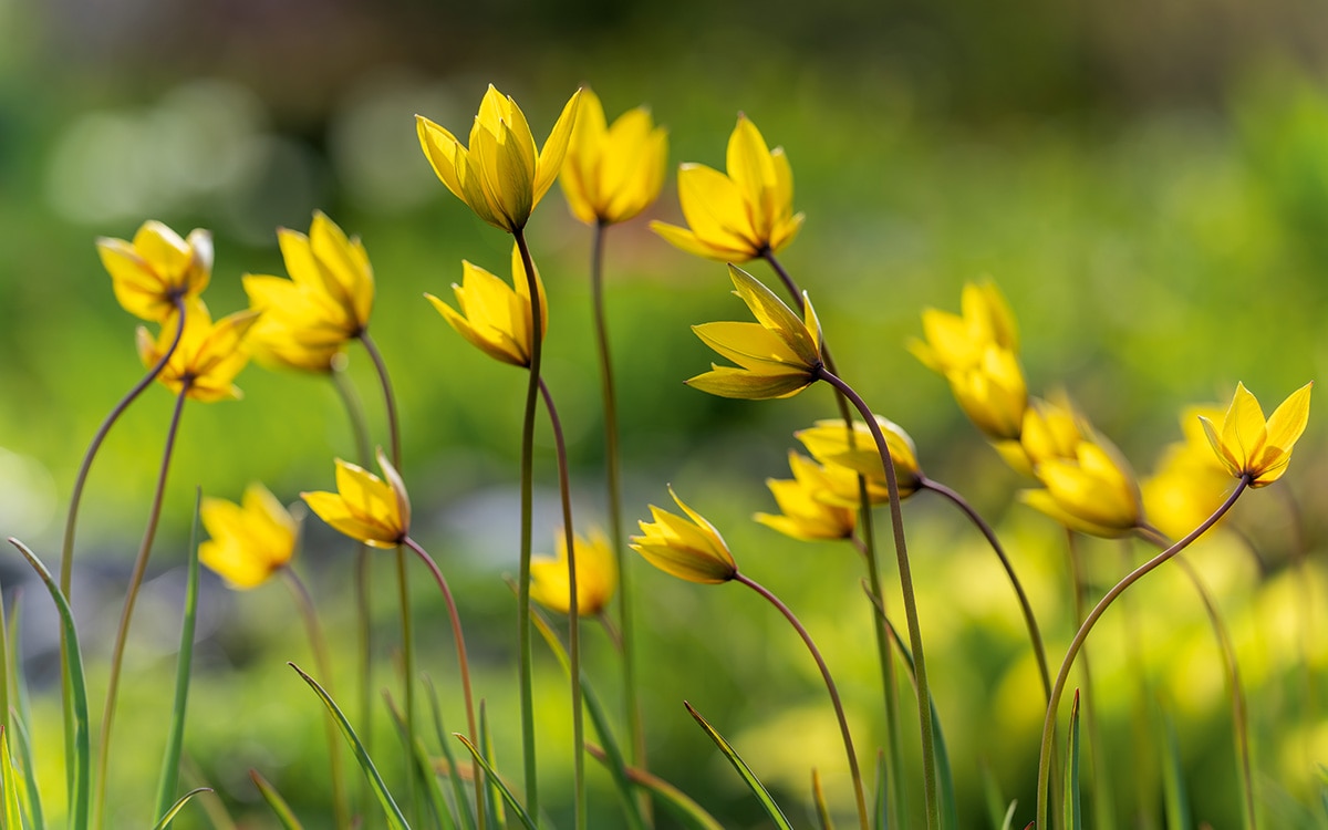Elegant yellow flowers of species tulip Tulipa sylvestris against a green background