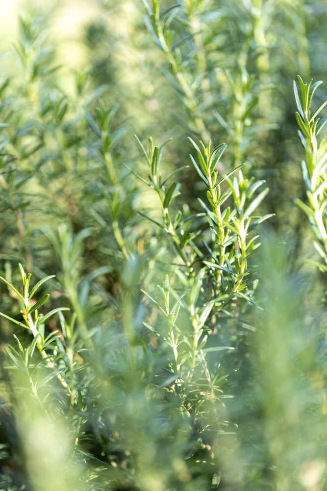 Fresh Rosemary herb grown outdoors 