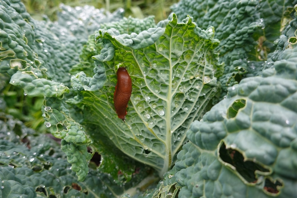 Slug on lettuce
