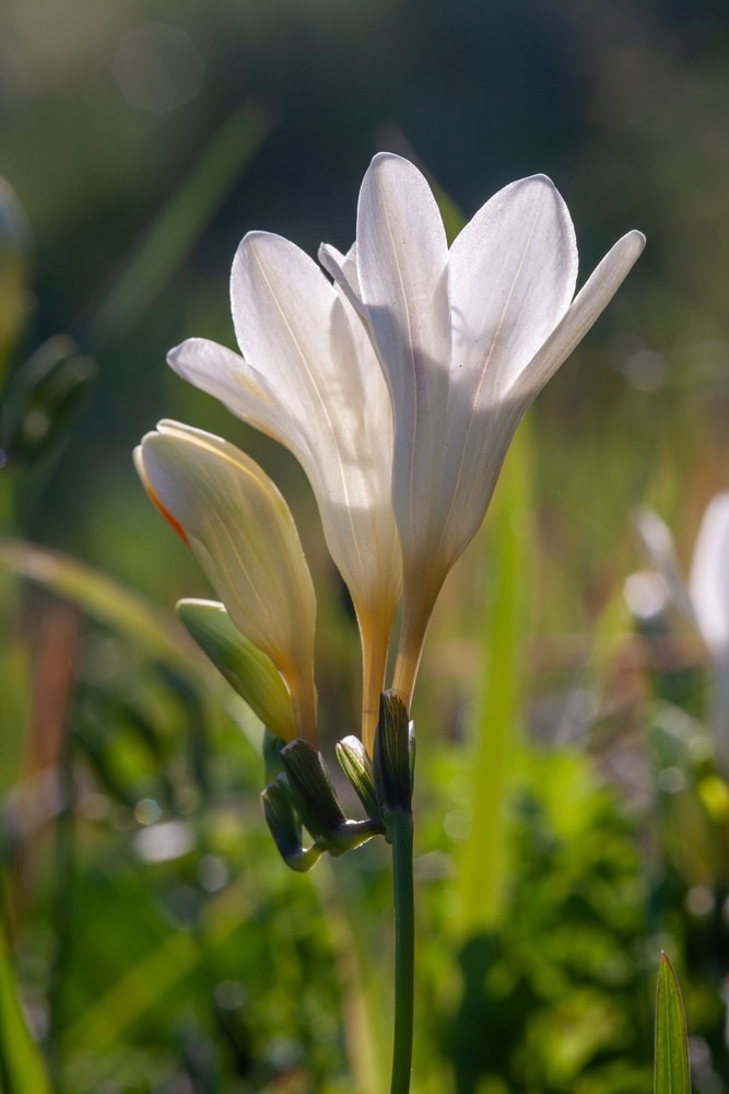 Stem of freesia 