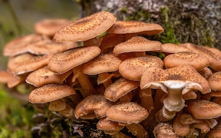 honey fungus toadstools