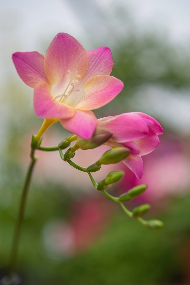 A pink freesia flower