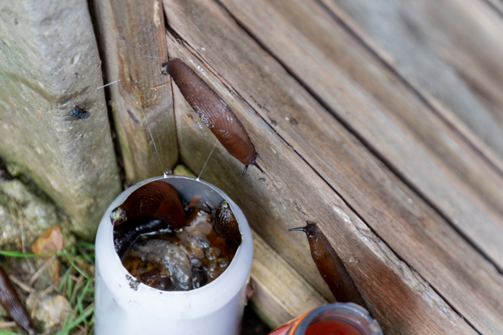 Homemade beer trap for slugs
