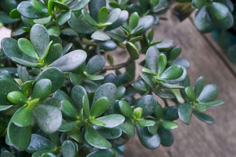 The best light conditions for a jade plant