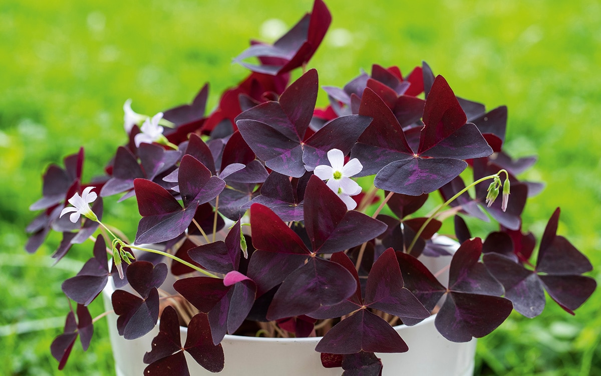 Triangular purple foliage of Oxalis triangularis