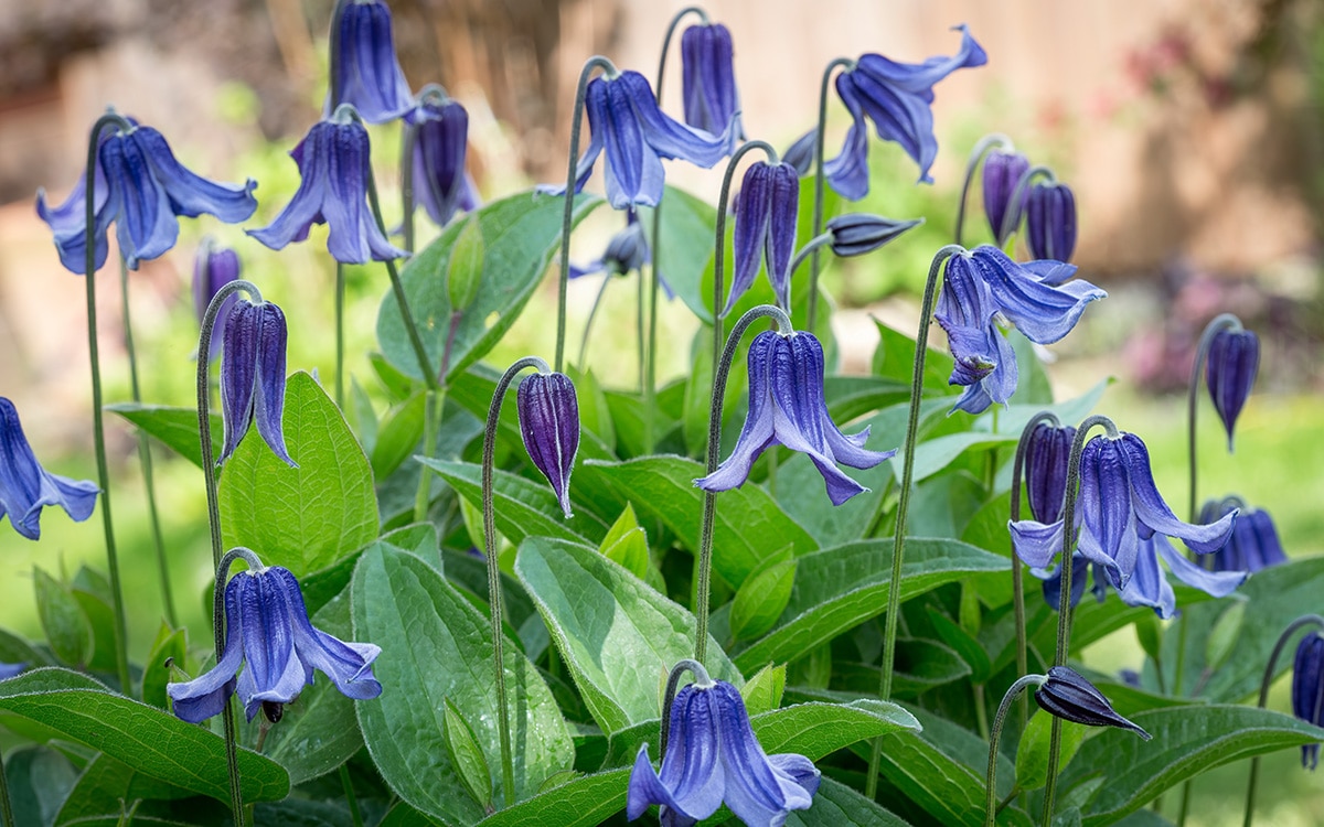 Blue flowered Clematis integrifolia