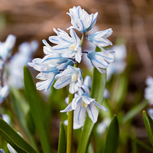 Pale blue flowers of spring flowering bulb Puschkinia libanotica