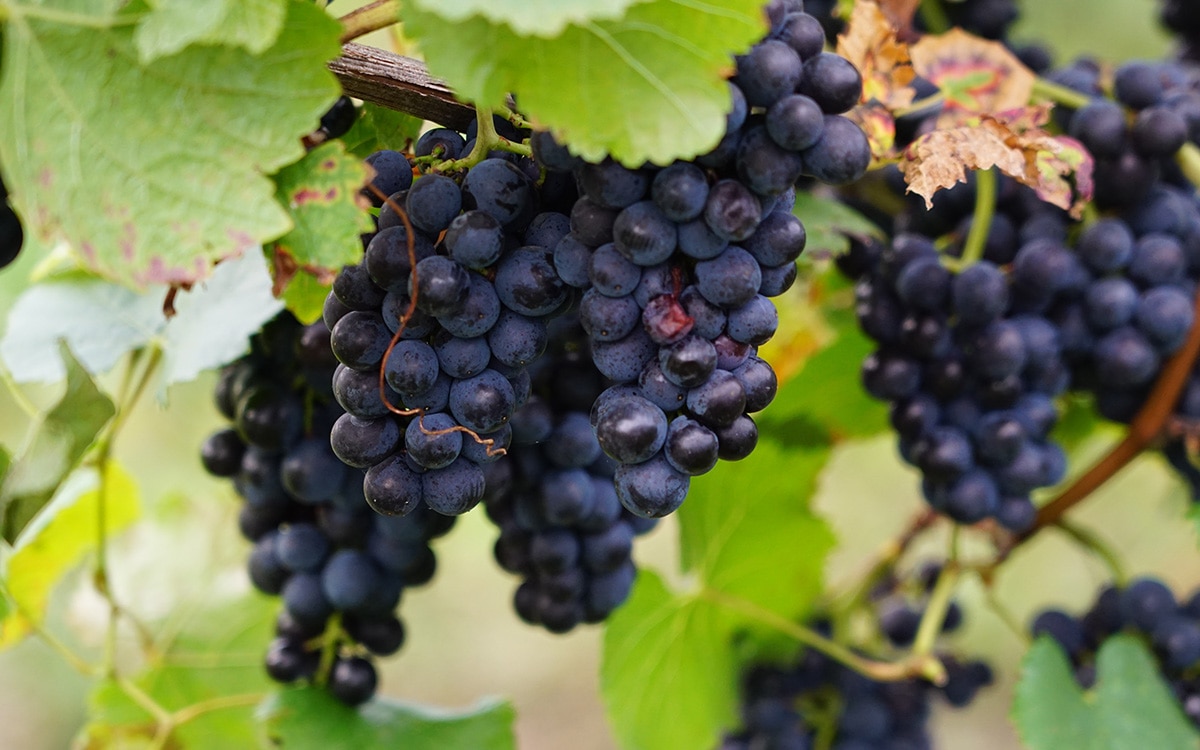 pruning and training grape vines