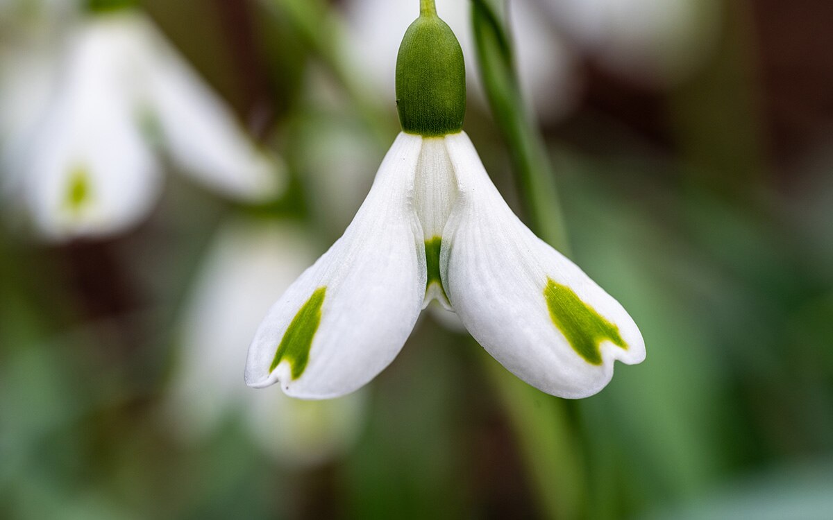 Galanthus 'Trumps'