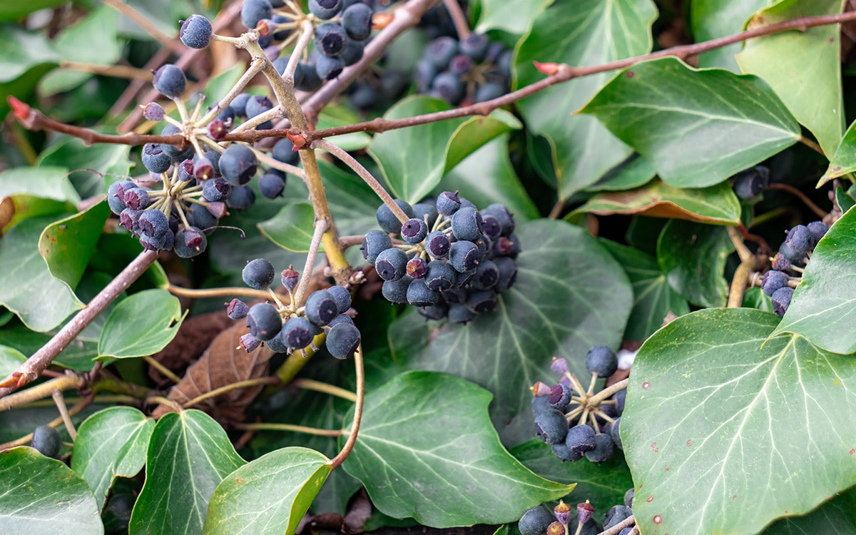 Black berries of ivy, Hedera 