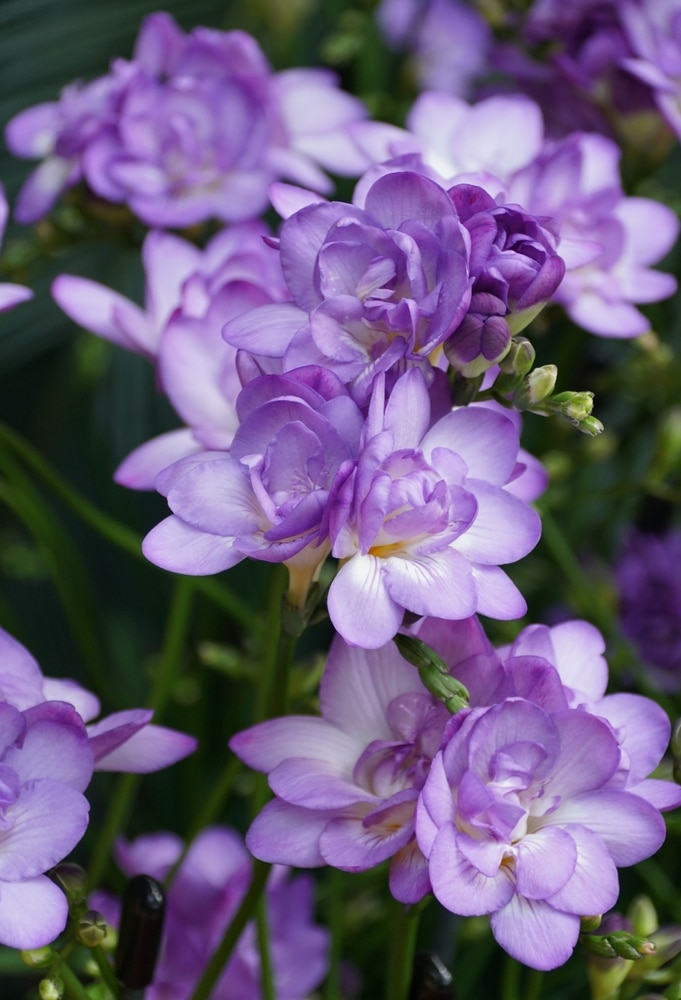A cluster of vibrant Freesia Blue Sensation flowers