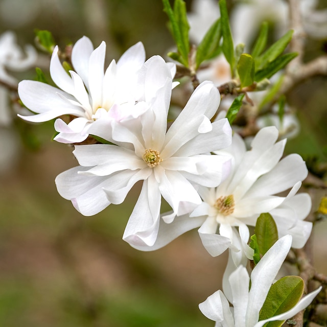large starry white flowers of Magnolia stellata on bare branches
