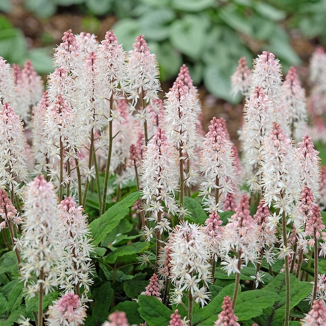 Pink and white flowers of Tiarella 'Spring Symphony'