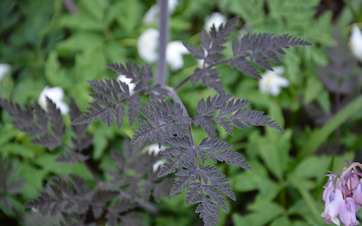 Anthriscus Ravenswing