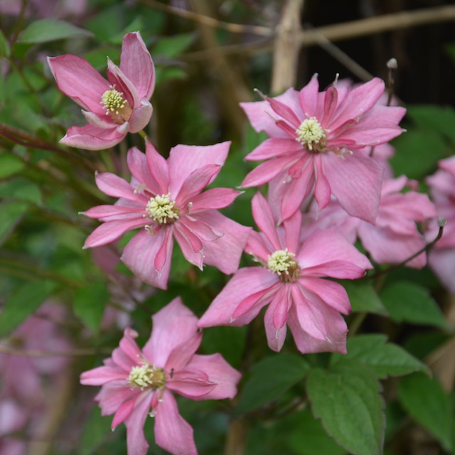 Double pink flowers of Clematis montana 'Broughton Star'