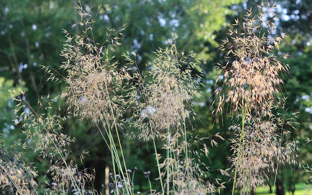 The airy flower heads of golden oats, Stipa gigantea