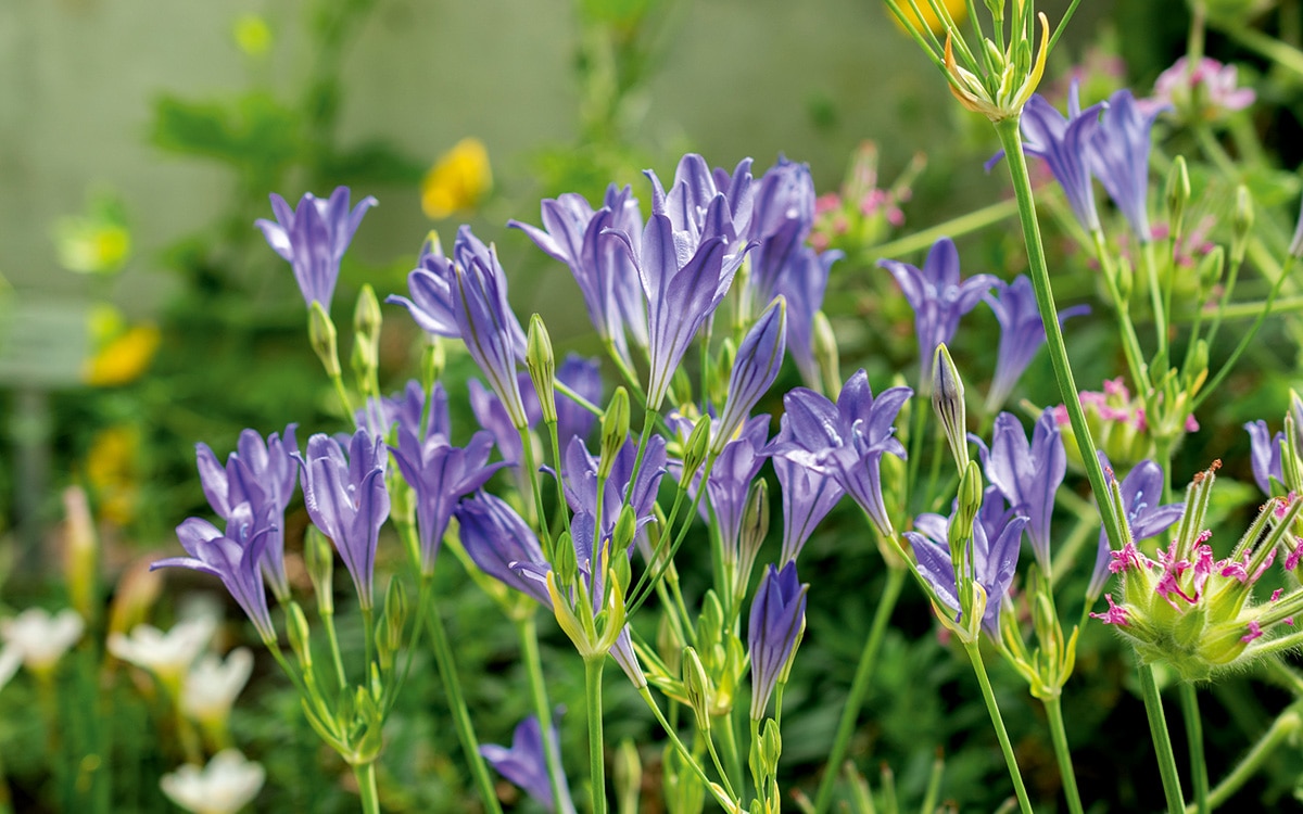 Blue flower heads of Triteleia 'Corrina'.