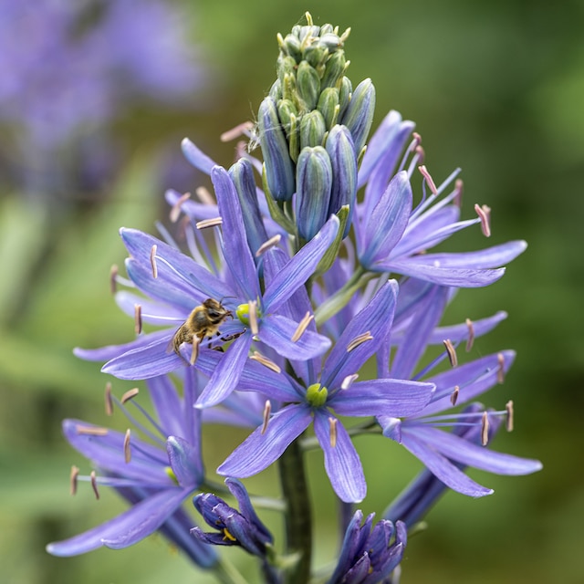 Blue flower spike of Camassia leichtlinii
