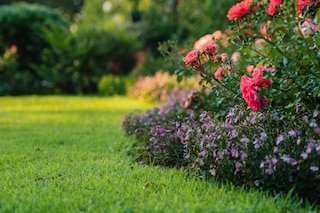 Beautiful landscaped garden with blooming pink roses and green grass lawn