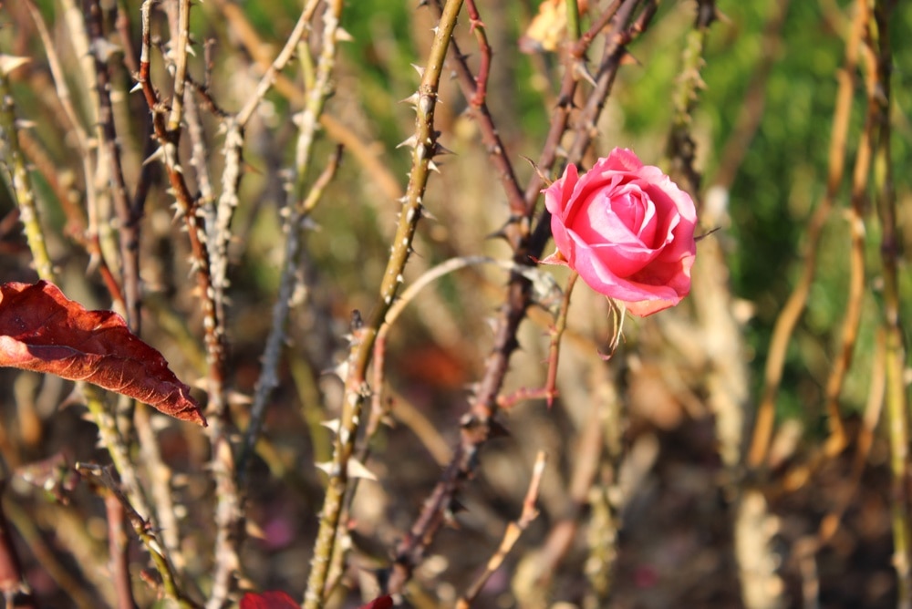 Bright pink rose flower standing out against thorny stems and soft garden blur