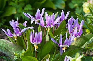 Erythronium dens-canis