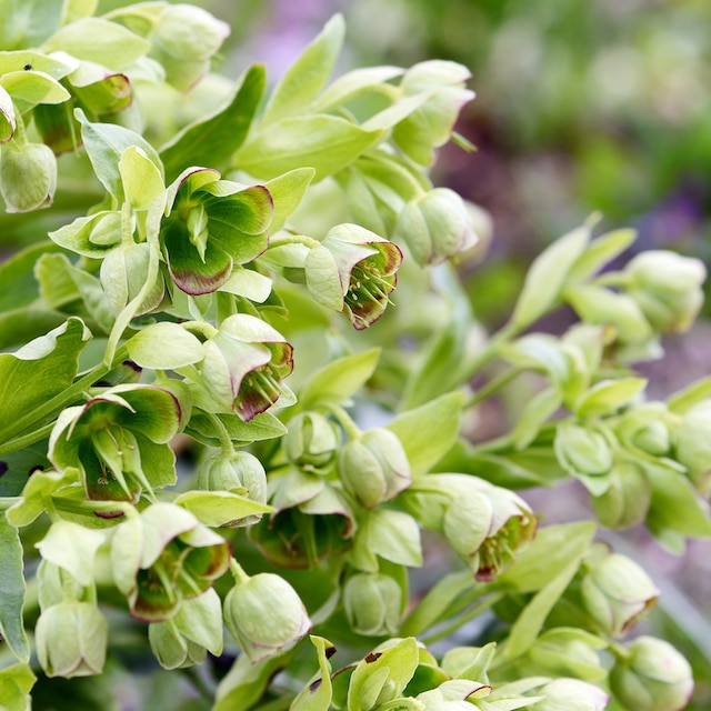 Lime green flowers of Helleborus foetidus, the stinking hellebore
