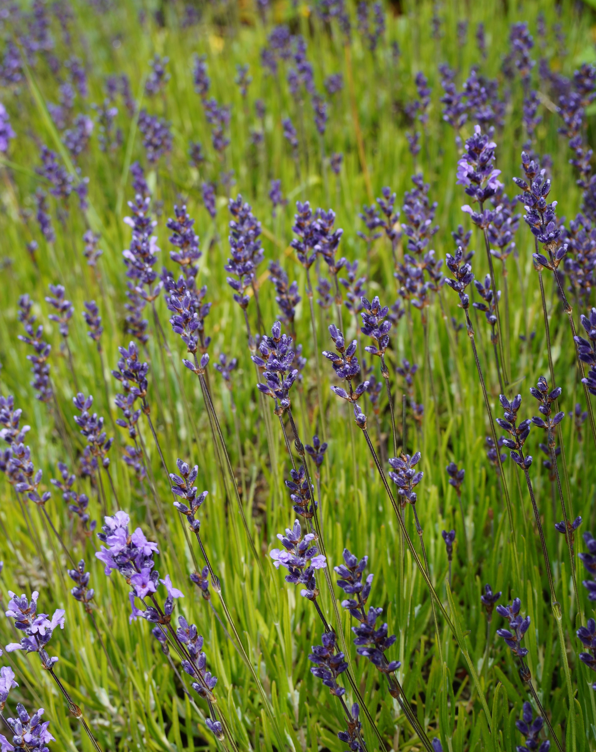 Field of lavender in the sunlight closeup