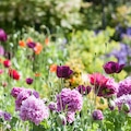 Cottage garden