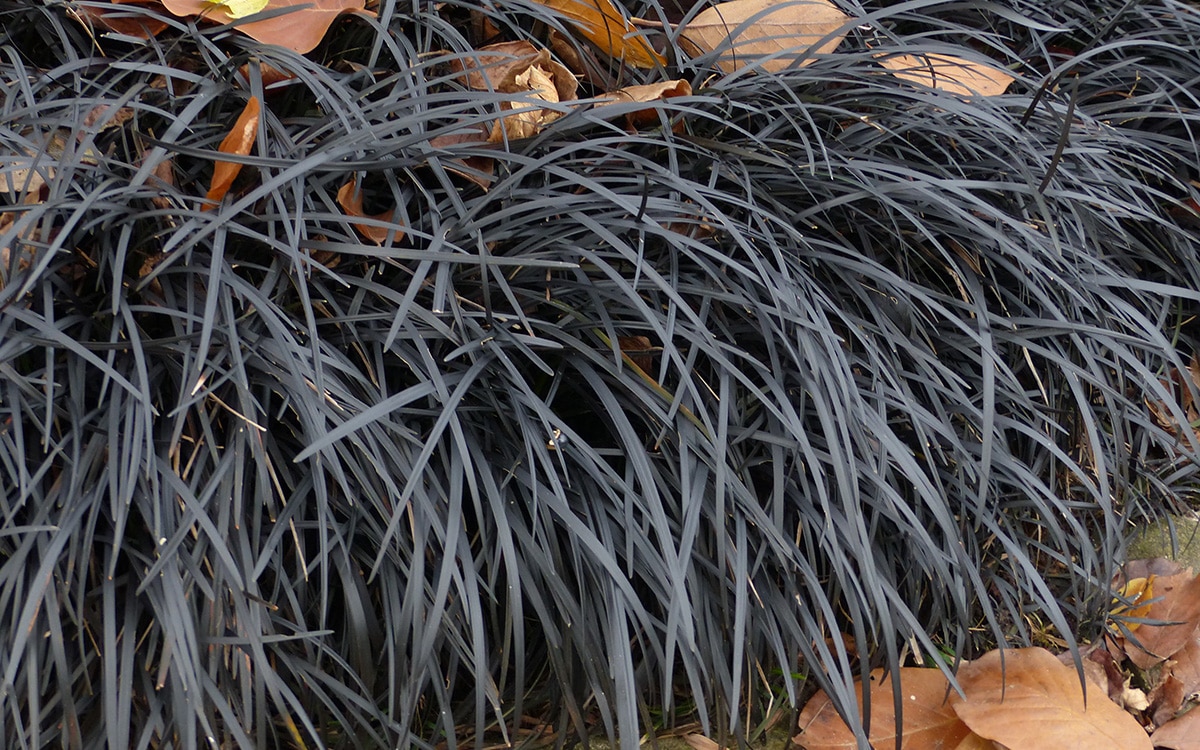 Ophiopogon planiscapus 'Nigrescens'