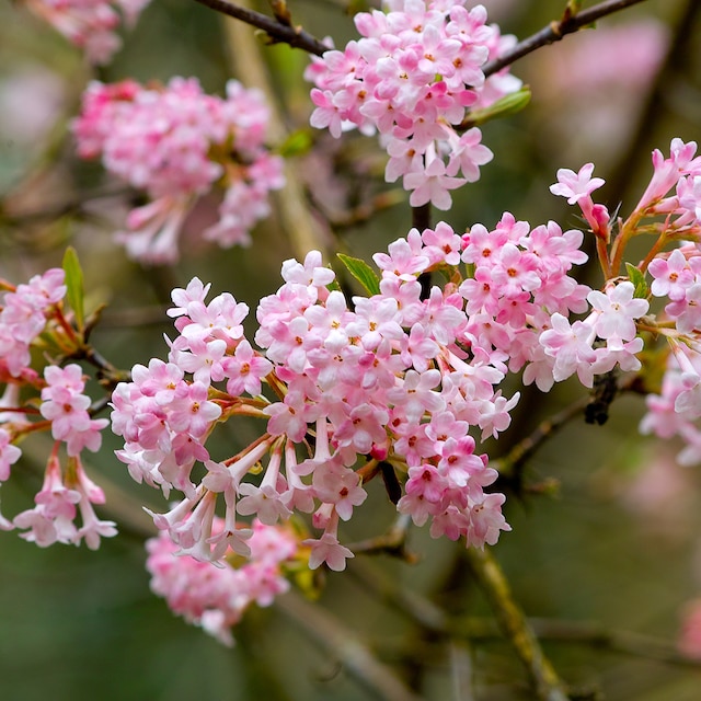 Clusters of pink flowers on the bare branches of Viburnum x bodnantense Dawn
