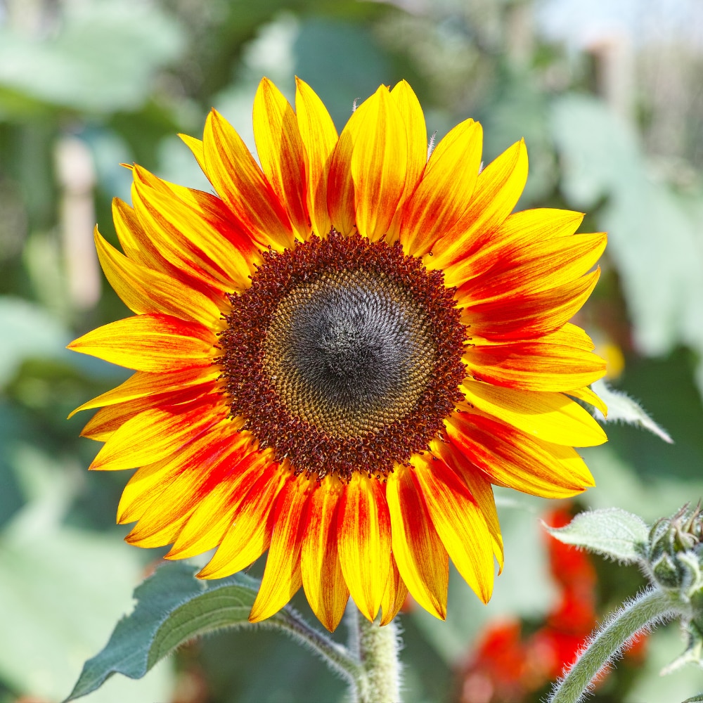 'Autumn Beauty'