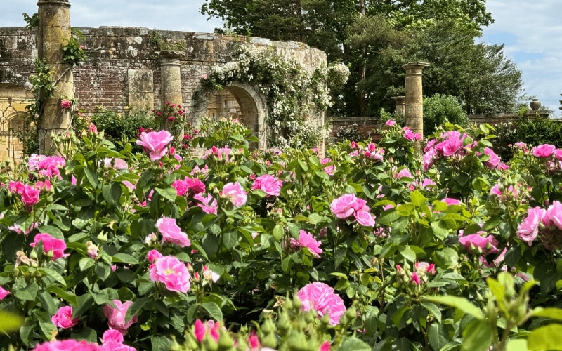 'Lucky' rose
