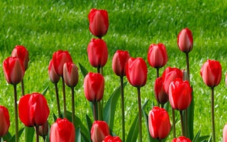 Tulip ‘Red Impression’ 