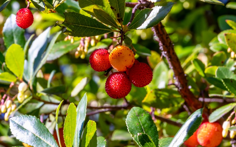 Arbutus unedo