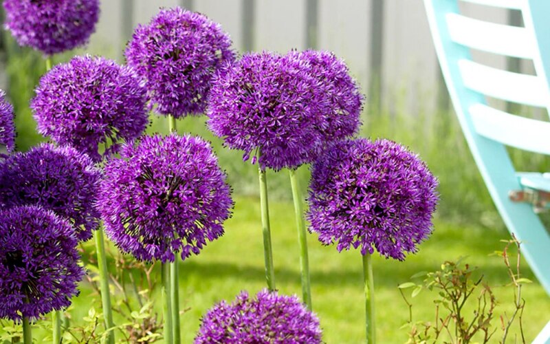 Allium ‘Purple Sensation’ 