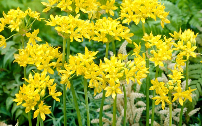 Allium moly 