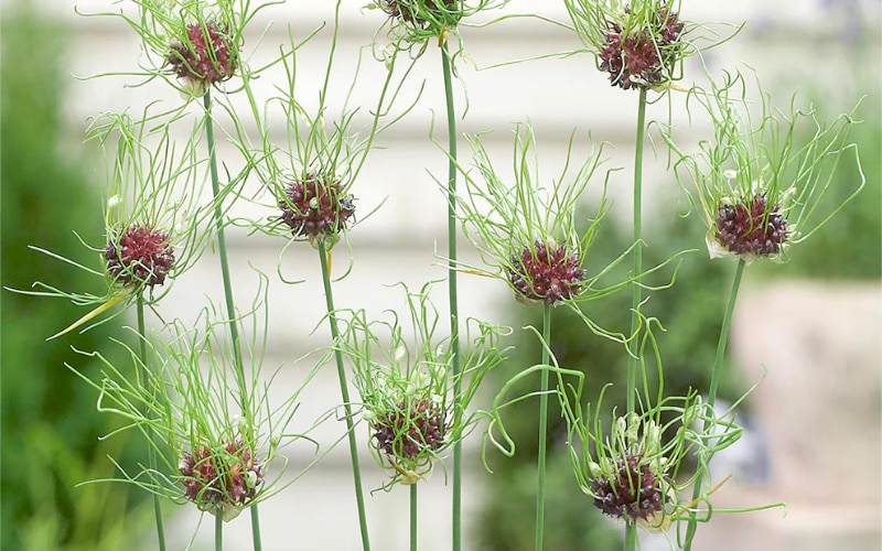 Allium ‘Hair’ 