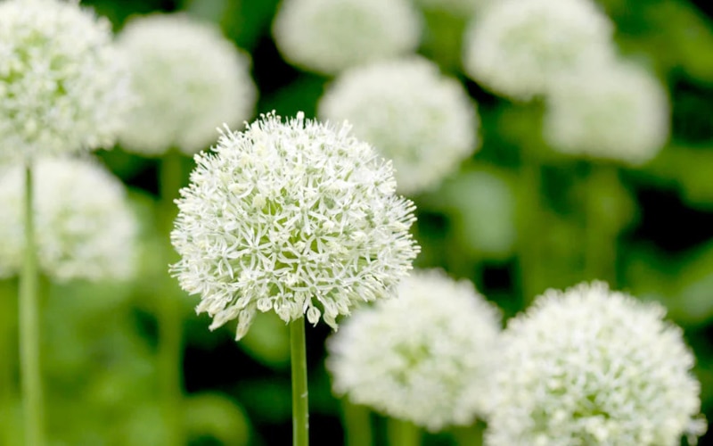 Allium ‘Mount Everest’