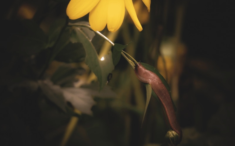 Slug on plant at night