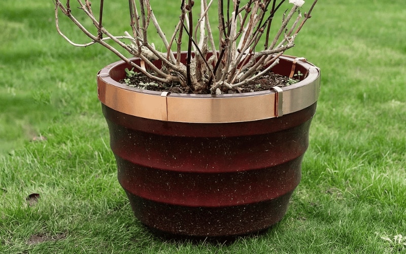 Copper rings