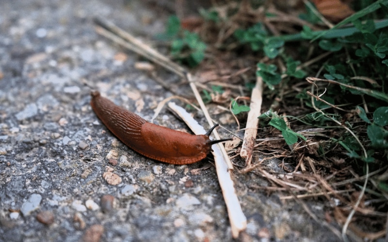 Create a prickly barrier for slugs