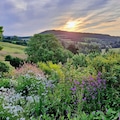 Painswick, Gloucestershire, England, UK, 06.24.2014, sunrise over a cottage garden in full bloom.