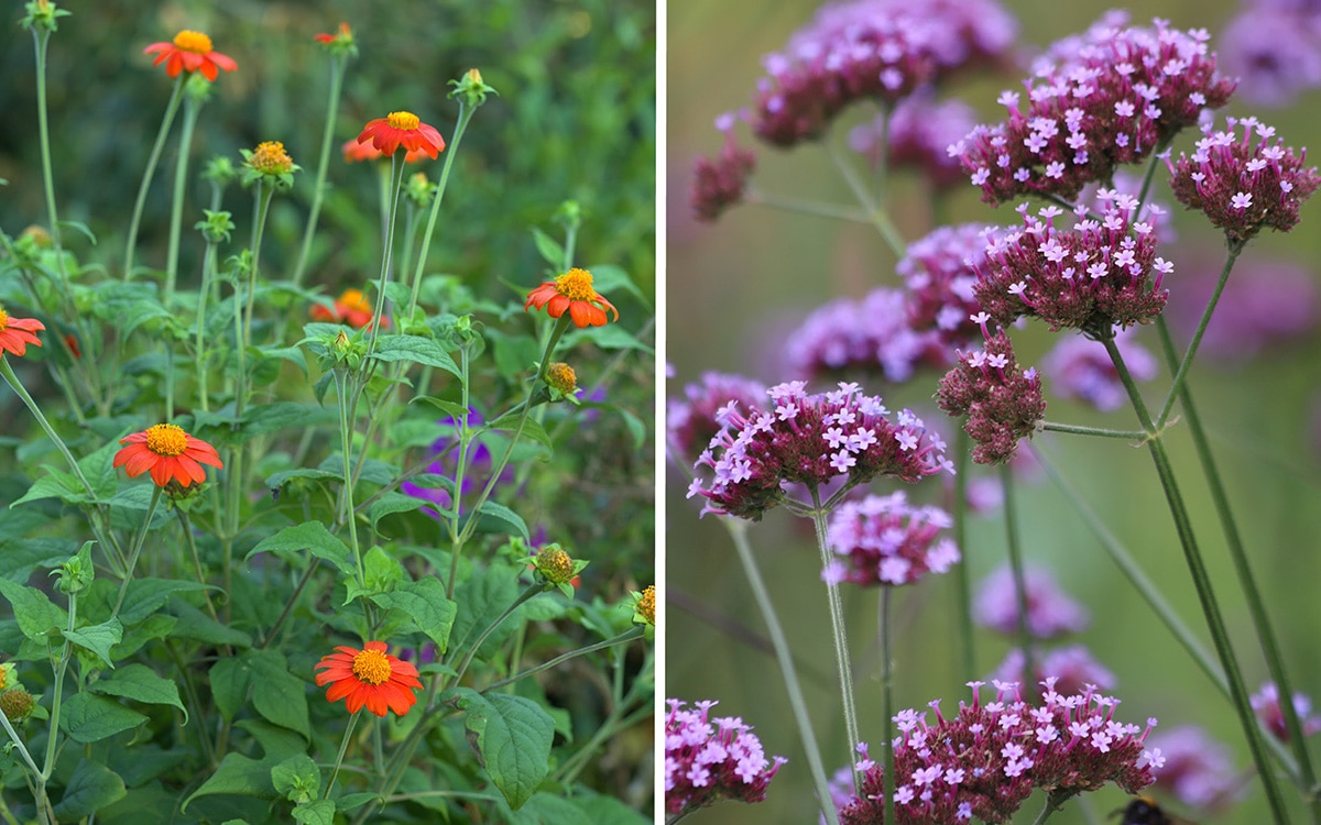 Tithonia rotundifolia and Verbena bonariensis 